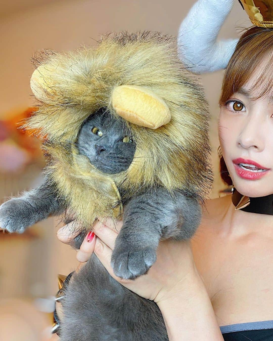 得あゆさんのインスタグラム写真 - (得あゆInstagram)「シンバはシンバのコスプレ🦁🐈 思ったよりライオンの毛が多くて埋まってる可愛い😍笑 ・ ・ ・ ・ ・ ・ ・ ・ ・ #クッパ姫#クッパ#マリオ#マリオカート#bowser#mario#mariokart#ハロウィン#ハロウィン仮装#ハロウィンコスプレ#コスプレ#仮装#ハロウィンパーティー#パーティー#ライオンキング#ライオン#インスタグラビア#衣装#インスタ映え#カメラ女子#写真#猫#ねこすたぐらむ#ねこと暮らす#マンチカン#halloween#halloweencostume#halloweenmakeup#halloweenparty#costume」11月3日 11時46分 - tokuayu819