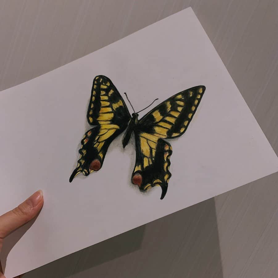 夢咲りおなさんのインスタグラム写真 - (夢咲りおなInstagram)「また蝶々描いてみました🦋 図鑑の蝶が見づらかったので写真を撮ってアップにしたりして細かいところを観察します。 . お花は想像で描いたので影とかちゃんと出来てないと思うので気にしないでください🙈 . . また個展やりたいな。 . . . .  #手書き#模写#絵描き#イラスト#蝶図鑑#蝶#butterfly#illustrator#art#yumerio#ゆめりお」11月3日 12時06分 - yumerio0906