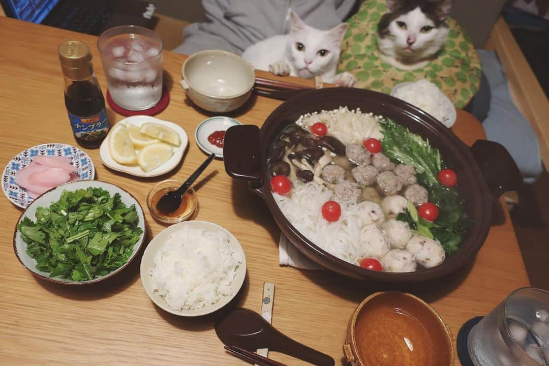 八、おこめさんのインスタグラム写真 - (八、おこめInstagram)「♨️ おこちゃん、ちゃんとフワフワ湯気見てる！かわいい♡ インドネシア帰りのお父はんにエスニックお鍋作るw ただお母はんが食べたかっただけ。 パクチー豚肉団子、霜降りヒラタケ、えのき、大根、ニラ、水菜、プチトマト、イカ・タコ団子は買ったや〜つ。 シメのフォーは最初から投入w 薬味にもパクチー❤︎レモン、練り辣油、ナンプラー、スイートチリソースをお好みでプラス♩ 岩下の新生姜はお口直し❤︎ 小ちゃい声で『ぅわぁ〜♪』って言ってる自分イヤw #先週のご飯やけど #エスニック鍋 #八おこめ #ねこ部 #cat #ねこ #猫 #ネコ #八おこめ食べ物 #八おこめ動く」11月3日 21時51分 - naomiuno