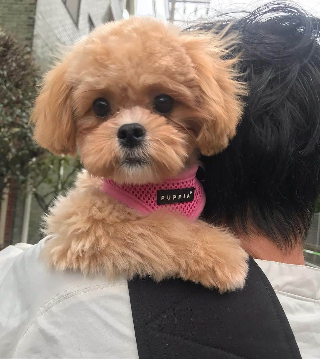 Manitasのインスタグラム：「初めてトリミング行って帰ってきたら猛烈に可愛くなて帰ってきたうちの娘🥺💓 おい、かわいいだろ🐶と言わんばかりに肩に手置いて生意気な娘。とてもかわいい。 最近はお手ができるようになてきました。ですがおかわりがどうしてもできません。がんばります。 🐶 @comanichaaaaan  #まにの休日 #ほっこりダーリンも早く起きてくれて最高によい休日でした #あーかわいい #犬のいる生活」