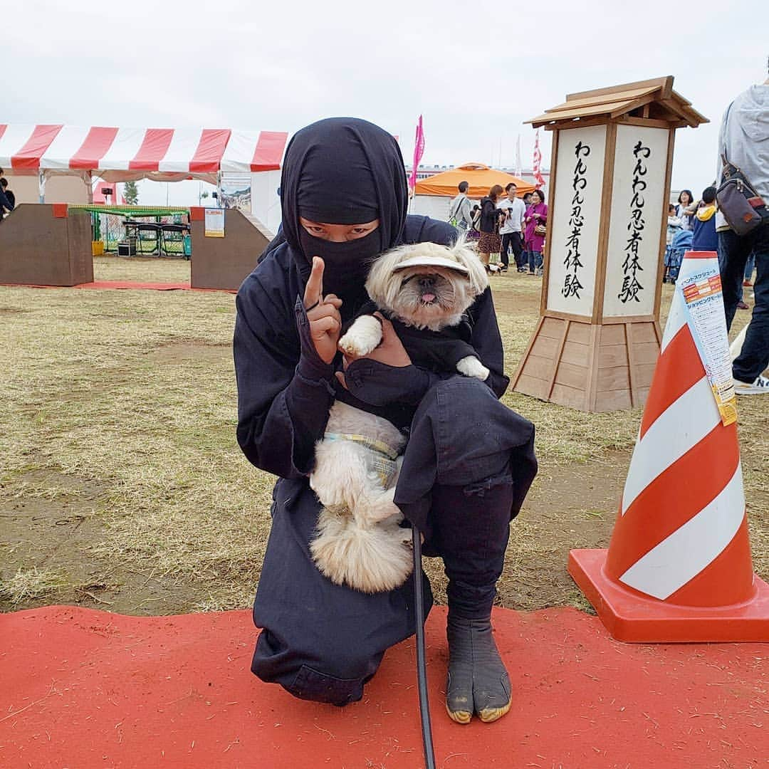 もえむさんのインスタグラム写真 - (もえむInstagram)「「あなたは生まれもっての忍者」 と暗示をかけて挑んだ、わんわん忍者体験。  イオンペットフェスで忍者体験してきたでござる！ １枚目の表情でおわかりいただけるだろうか。くまさんは暗示にかからないタイプのようです。  忍者にはなれなかったけど、お友だちにも会えたし、ニューフレンズもできたし、たくさんわんわん見れたしで楽しそうでした🙌  血流の良くなる鉱物が練り込まれてる生地の人間用ネックウォーマーを買ったので、くまさんには腹巻として使ってもらって血流ジャージャーになってもらおうと思います！ #健康促進してもらって #ご長寿犬ギネス狙ってもらおうと思います」11月3日 22時35分 - moem_n