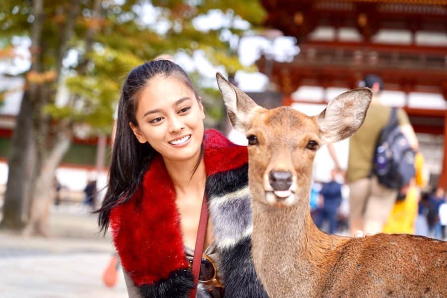 のインスタグラム：「I was trying to communicate with the deeeeeeers 🦌❤️ some kinda  aggressive and bite my butt but most of them were kind 🤣  #visitjapan #nara #narapark #narajapan #japan #奈良 photo by @kevliu2」