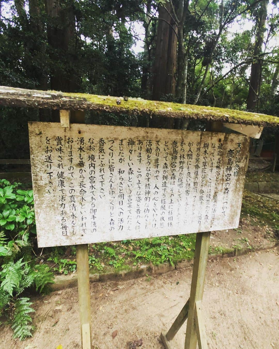 SHOCK EYEさんのインスタグラム写真 - (SHOCK EYEInstagram)「２度目の鹿島神宮⛩ やっぱりこの森はすごい👏👏👏 入り口の立て札に、太古から変わらずに生きてる森には、フィトンチッドっていう体を浄化したり癒したりする化学物質が木々からででる、みたいな事が書かれていて、本当に木々の香りが心や体を癒していくのがわかる✨ 森林浴だね👍 大きく深呼吸しながら、進んでいった奥宮や要石、途中春日大社ともゆかりのある鹿がいたり、とにかく個人的にとても好きな場所。 神話最強の武神、建御雷神（たけみかづち）が祀られていることもあって、鹿島アントラーズの必勝祈願の札があったり、、見所満載だよ😊 あと、東国三社参りする人は、三個の御朱印をもらうともらえる記念品や、三社全部いくと完成する御守りとか、楽しみながら参拝してみたらどうかな？^_^ ちなみに最後に回った場所でもらえる記念品が違うらしい😁✨ #鹿島神宮 #東国三社 #必勝祈願 #神社 #神社ガイド #森 #天然記念物 #森林浴 #茨城県 #運気アップ #パワースポット #御守り :  My second time at Kashima Jingu.  This forest is amazing and lives from ancient times. The Phytoncide exist in this forest which are antimicrobial allelochrmic valatile organic compounds derived from plants. And I can feel the aroma of this forest heals our body and soul.  This is exactly therapeutic walk in a forest.  I really like this place, as you take a nice deep breath and walking forward, you will see the rear shrine, the Spirit Rock, deers which are related to Kasuga Grand Shrine.  This shrine is dedicated to Takemikazuchi, Shinto god, who is the strongest god of war in Japanese myth.  There is a prayer for victory of Kashima Antlers , Japanese professional football club. So many spots to see in this shrine. When you visit all Togoku Sansha ( three main shrines in Kanto area) , you can collect their red ink official stamps in each three shrines and you will get an souvenir.  Also there is a charm from each three shrines and if you get all three, it completes as one charm. You can enjoy visiting them all three.  The souvenir you can get is different in each shrines.  #kashimajingu #togokusansha #prayforvictory #shrine #shrineguide #forest #naturaltreasures #forestbathing  #ibarakiprefecture #ibaraki #goodluck #fortune #powerspot #sacredplace #positiveenergey #energy #positivevibes  #charm」11月3日 14時22分 - shockeye_official