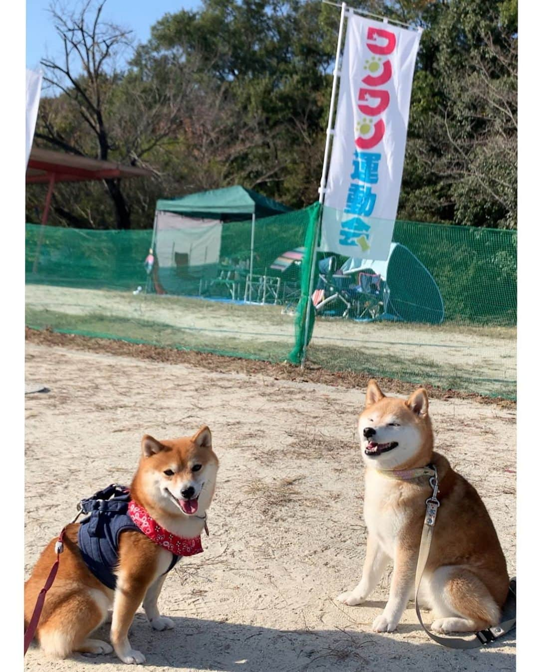 豆柴 サニーちゃんさんのインスタグラム写真 - (豆柴 サニーちゃんInstagram)「. . HELLO〜こんにちわん🐻💨🎶 . 昨日は、リリィちゃん　@naolily と ワンワン運動会　@wanwanfes2019 に行ってきたよ〜🎶 . お友達にもたくさん会えたし 運動会の種目にもいくつか参加して 普段味わえない体験ができたよ😆 . とっても楽しくて あっという間でした🙌 . リリィちゃん、ママさん 遊んでくれたみなさん ありがとうございました〜🤗 . . #wanwanfes2019 #ワンワン運動会2019 #めっちゃ楽しかった🙌💕 #また来年も行きたい #遊んでくれたみんなありがとう😘 . #柴犬#豆柴 #赤柴 #まめしばいぬ#まめしば#いぬのきもち#ふわもこ部 #サンデイ#サンデイいぬ組#anicas#shiba_snap #shibainu#shiba#mameshiba#shibastagram #mameshibapuppy#puppylove #豆柴サニーちゃん#豆柴ラムちゃん」11月3日 15時06分 - sunny_rei_32