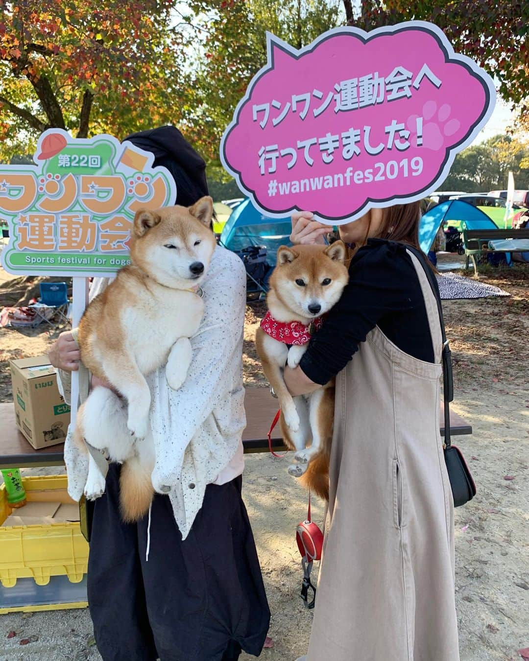 豆柴 サニーちゃんのインスタグラム