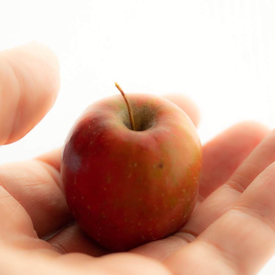時任三郎のインスタグラム：「ナレーションしました↓ ひとモノガタリ「木をつなぐひと」[NHK総合] 11月4日(月) 午後6:05～午後6:35(30分) ※写真は我が家の姫りんご。今年の収穫は3個だけでした。 #りんご　#弘前」