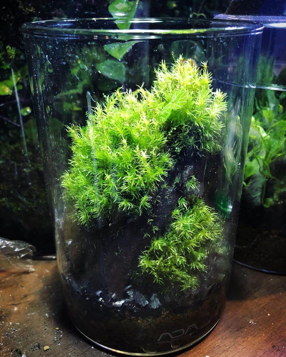 金成公信さんのインスタグラム写真 - (金成公信Instagram)「もっさもさ。ホソバオキナゴケ2年目。 #ホソバオキナゴケ #terrarium #苔テラリウム #moss #mossterrarium」11月3日 17時23分 - bonsai_chiba