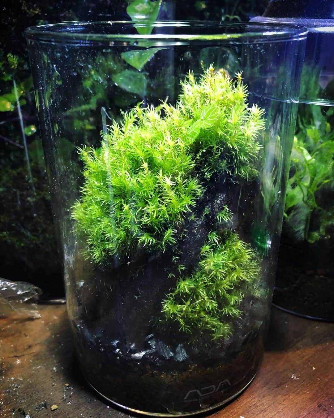のインスタグラム：「もっさもさ。ホソバオキナゴケ2年目。 #ホソバオキナゴケ #terrarium #苔テラリウム #moss #mossterrarium」