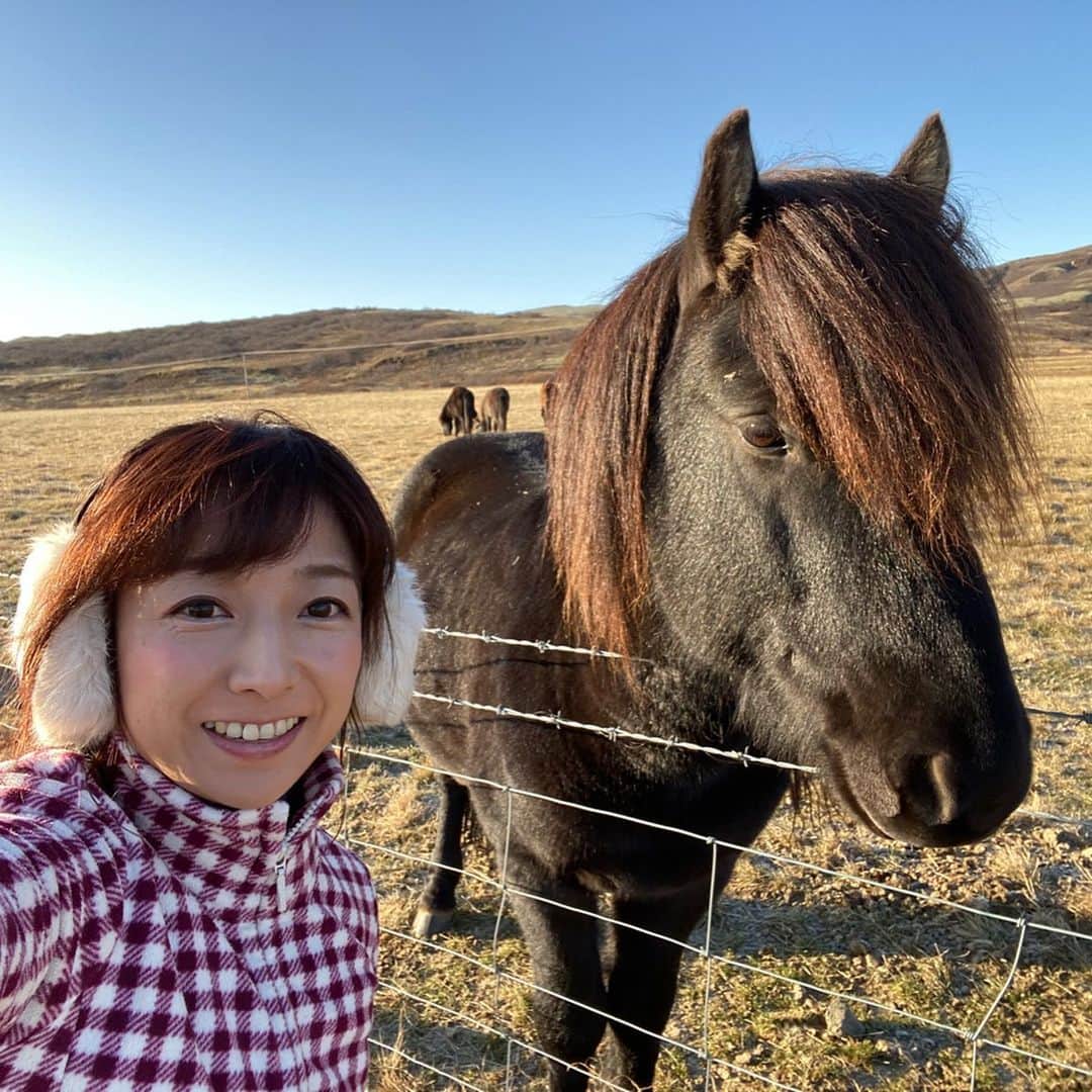 佐藤彩さんのインスタグラム写真 - (佐藤彩Instagram)「かわいいアイスランドのお馬さん🐴✨ . . アイスランドでは、車で走っていると、よく放牧されている馬たちを見かけます🐴  穏やかで人懐っこく、とっても優しい性格のアイスランドの馬たちに癒されました〜😊✨ . ちょっとずんぐりむっくりな感じが、どさんこに似てる？！ そんなところもかわいい〜😆💕 . . そして、アイスランドの人口の2倍以上、80万頭いるという羊にも、かなりの確率で遭遇しつつ…🐏 南部へ向けてドライブ🚗 . . お目当ての滝に着く頃には陽が傾きはじめ、残念ながら虹は出ていませんでしたが…迫力ありましたよ😆  私たちが訪れる前の週に寒気が入り気温がマイナスになったようで、凍っている部分も… . ホントは滝の裏側から写真が撮れるというのを楽しみにしていたセリャラントスフォスの滝ですが… かなり手前から、地面が凍っている！！ もちろん立ち入り禁止で裏側は入れません😞  その立ち入り禁止のちょっと手前まで氷の上を歩いて… 転ばないでなんとか行って、写真を撮ることには成功✨ ペンギン歩き、今シーズン最初の体験でした。笑  #アイスランド #アイスランド旅行 #アイスランドホース #アイスランディックホース #アイスランディックシープ #セリャラントスフォスの滝  #スコゥガフォスの滝 #旅好き #HBC #アナウンサー #佐藤彩」11月3日 17時35分 - hbc_ayasato