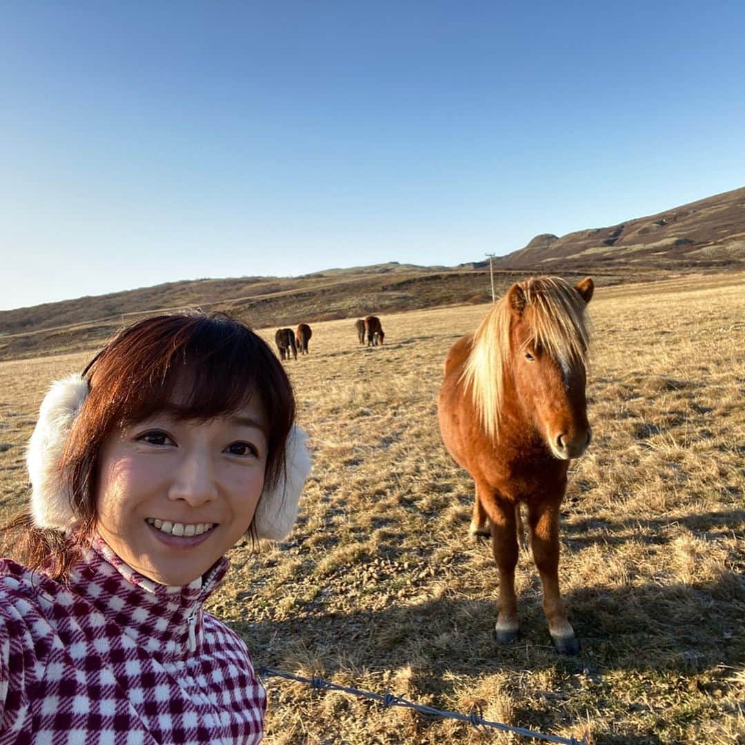 佐藤彩さんのインスタグラム写真 - (佐藤彩Instagram)「かわいいアイスランドのお馬さん🐴✨ . . アイスランドでは、車で走っていると、よく放牧されている馬たちを見かけます🐴  穏やかで人懐っこく、とっても優しい性格のアイスランドの馬たちに癒されました〜😊✨ . ちょっとずんぐりむっくりな感じが、どさんこに似てる？！ そんなところもかわいい〜😆💕 . . そして、アイスランドの人口の2倍以上、80万頭いるという羊にも、かなりの確率で遭遇しつつ…🐏 南部へ向けてドライブ🚗 . . お目当ての滝に着く頃には陽が傾きはじめ、残念ながら虹は出ていませんでしたが…迫力ありましたよ😆  私たちが訪れる前の週に寒気が入り気温がマイナスになったようで、凍っている部分も… . ホントは滝の裏側から写真が撮れるというのを楽しみにしていたセリャラントスフォスの滝ですが… かなり手前から、地面が凍っている！！ もちろん立ち入り禁止で裏側は入れません😞  その立ち入り禁止のちょっと手前まで氷の上を歩いて… 転ばないでなんとか行って、写真を撮ることには成功✨ ペンギン歩き、今シーズン最初の体験でした。笑  #アイスランド #アイスランド旅行 #アイスランドホース #アイスランディックホース #アイスランディックシープ #セリャラントスフォスの滝  #スコゥガフォスの滝 #旅好き #HBC #アナウンサー #佐藤彩」11月3日 17時35分 - hbc_ayasato