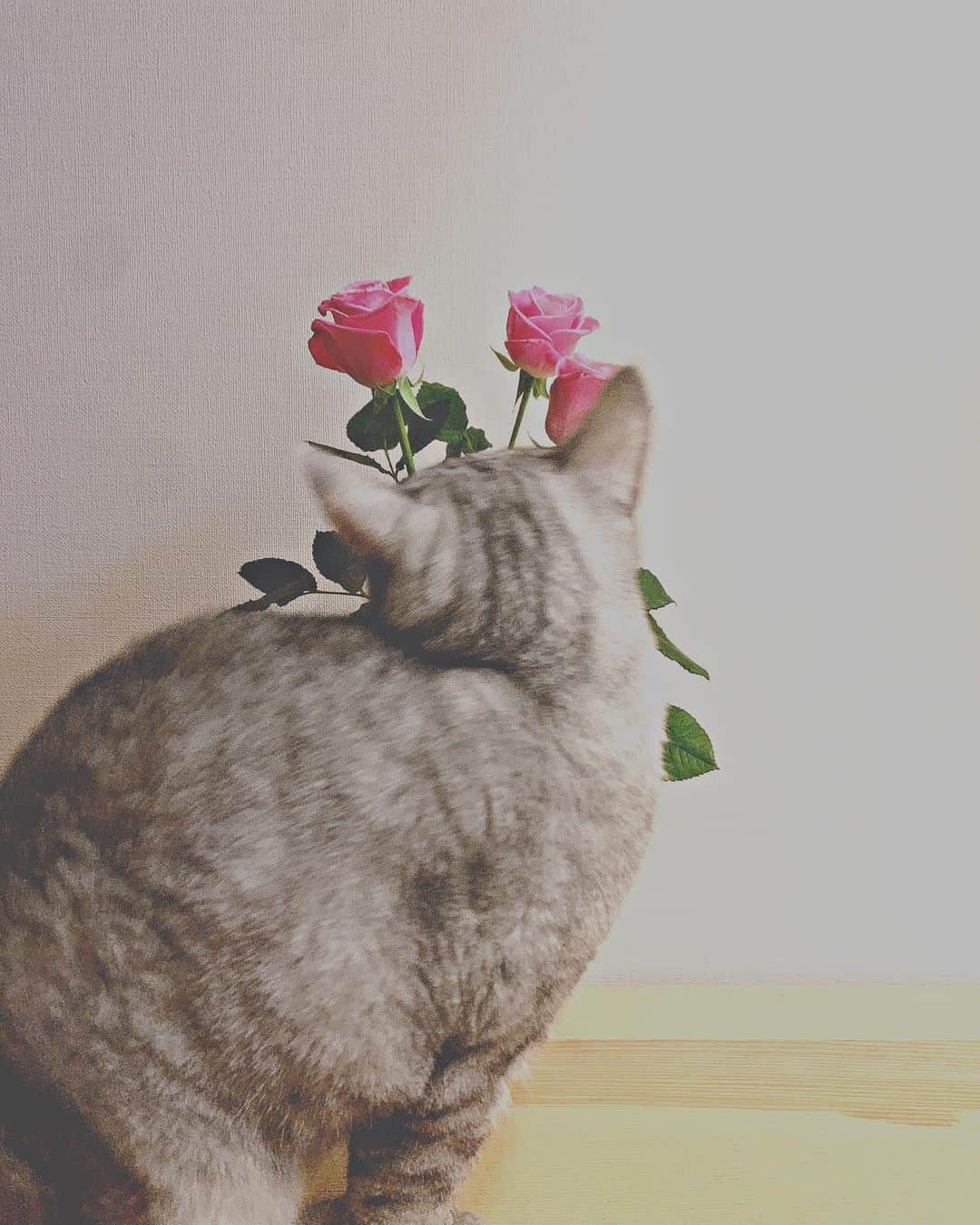 本間愛花さんのインスタグラム写真 - (本間愛花Instagram)「love flower💓💓💓」11月3日 23時08分 - aikahonma