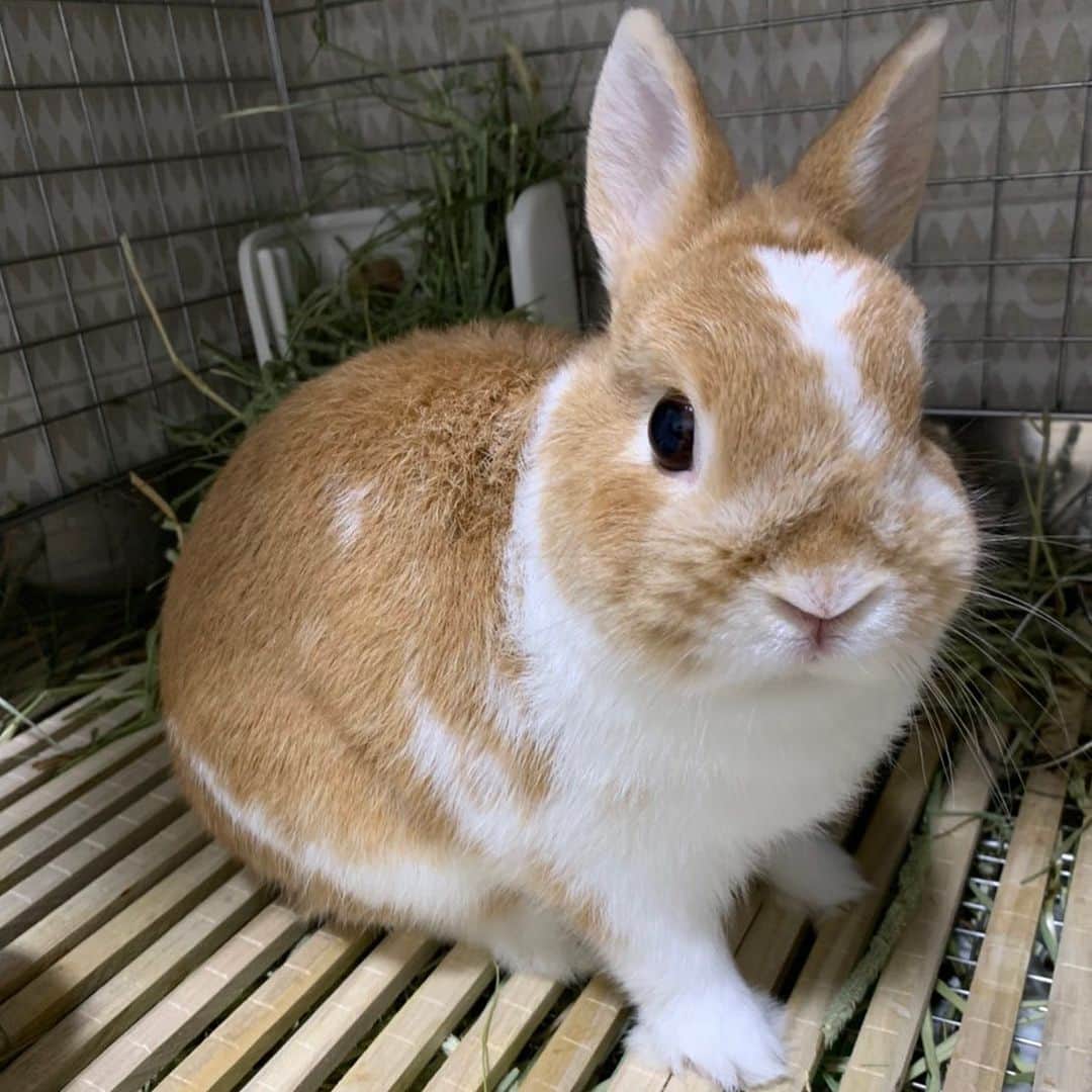 BUNNY?TUNA? のインスタグラム：「2019/11/3💫 ツナ、近々あの会が開かれるって噂だよ😚 . #秘密の集まり #ネザーランドドワーフ#ツナ#TUNA#うさぎ#ふわもこ部#うさぎ部#うさぎのしっぽ#ペット#netherlanddwarf#bunnystagram#rabbit#lapin#cutebunny#bunnylove#bunnies#pet#petgram#rabbitstagram#japan#kawaii#weeklyfluff#cutepetclub#instapets#instabunnies#animallovers @junkuwana55」