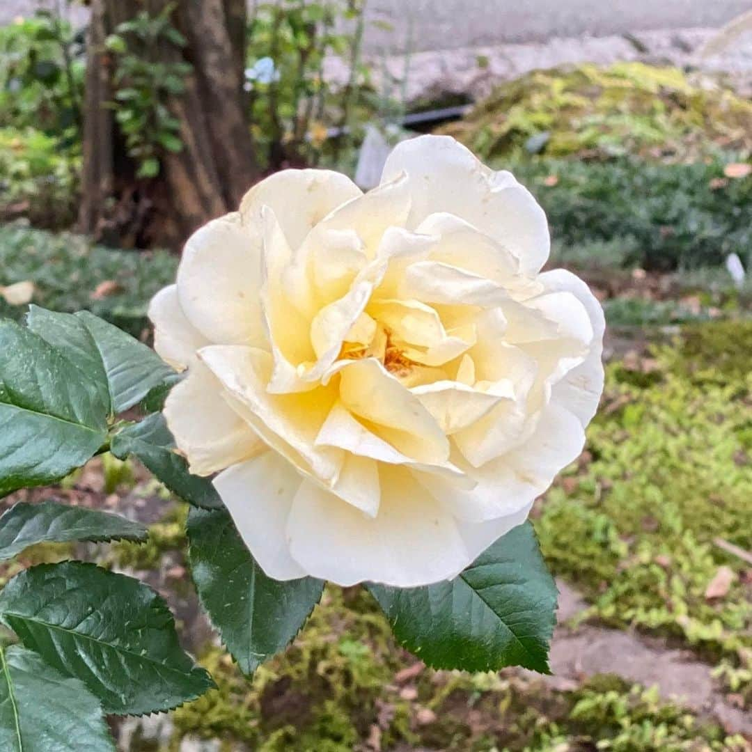 多村仁志さんのインスタグラム写真 - (多村仁志Instagram)「#tamuさん歩🚶 #強羅公園 #🌹 #薔薇 #トイプードルの姿をした息子 #SOL #トイプードル #トイプー #toypoodle #toypoodlegram #toypoodlelove #toypoodlelife」11月3日 18時13分 - hit_tamu