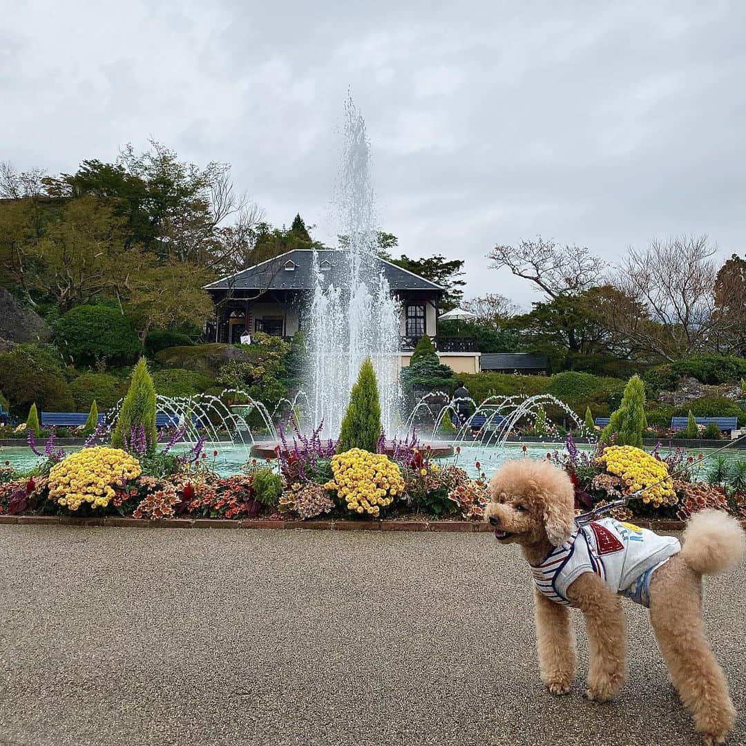 多村仁志さんのインスタグラム写真 - (多村仁志Instagram)「#tamuさん歩🚶 #強羅公園 #🌹 #薔薇 #トイプードルの姿をした息子 #SOL #トイプードル #トイプー #toypoodle #toypoodlegram #toypoodlelove #toypoodlelife」11月3日 18時13分 - hit_tamu