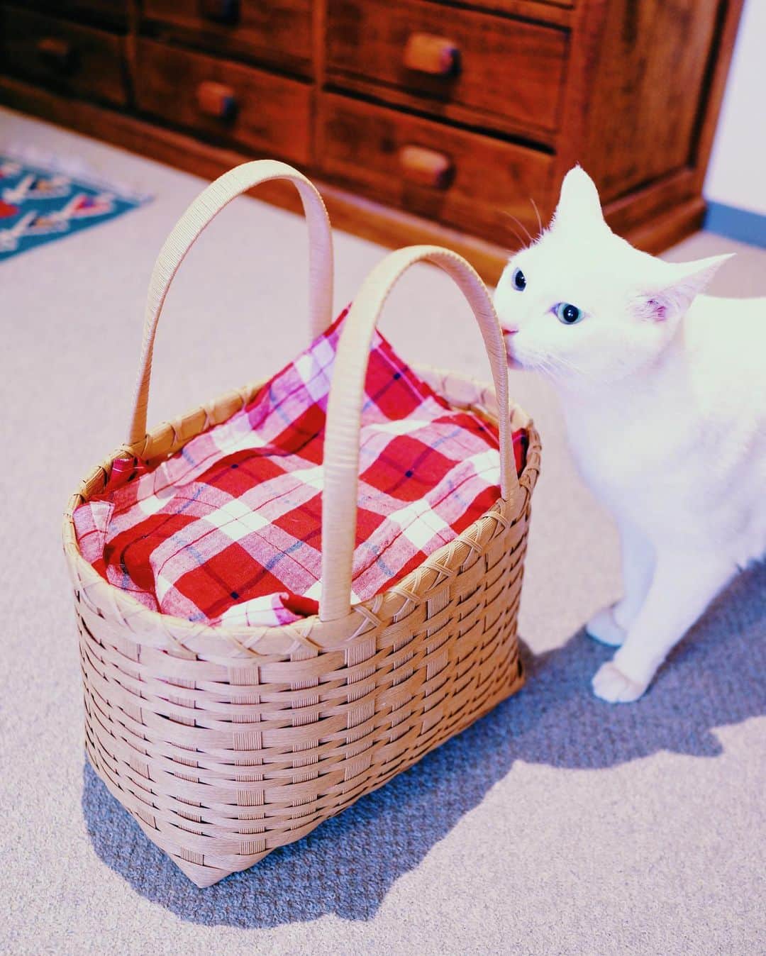 のインスタグラム：「🧺🐈… #nuco_ivy . 締め切り前とかテスト前日になって 急に大そうじとかしたくなる衝動、 あれなんて言うんでしたっけ  #バザーで500円だったかご #秋は捨てフェスの季節」