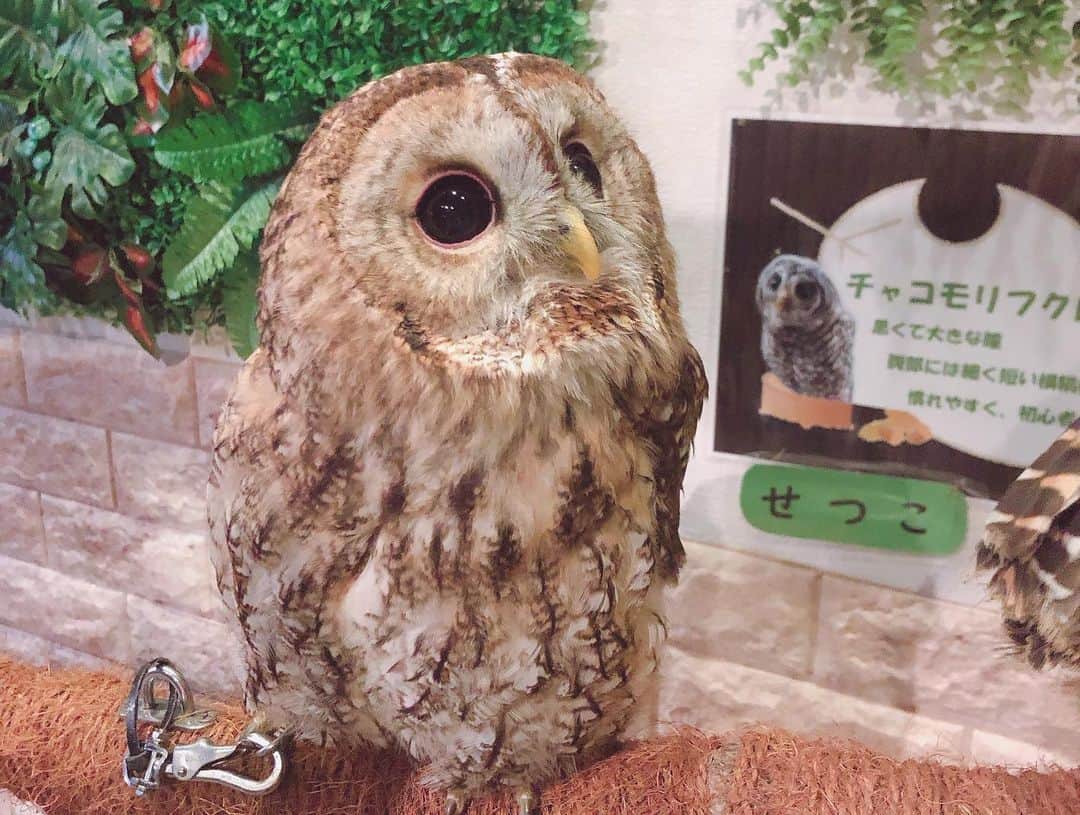 矢端名結さんのインスタグラム写真 - (矢端名結Instagram)「フクロウに癒されました🦉 #ぬくもりのもり」11月3日 18時20分 - miyu_yabata