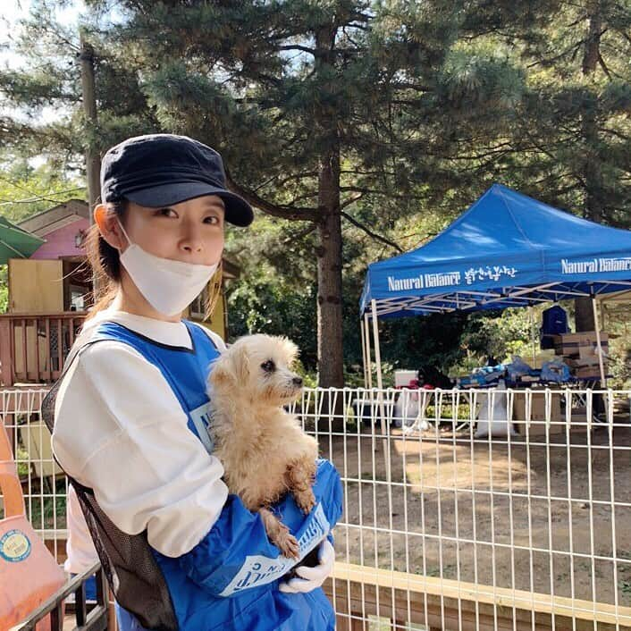 ガヨン さんのインスタグラム写真 - (ガヨン Instagram)「계속 안아달라고 오던 아이.. 그래서 더 눈에 밟혔던 아이..ㅠㅠ 여기 작은 아이들은 대부분 번식장에서 구조된 아이들이라고 해요.. 작은 몸으로 그동안 얼마나 고생이 많았을지.. 아이들에게 좋은 가족이 생겼으면 좋겠어요🙏🏻 언니가 얼른 또 갈게, 그때까지 건강해줘💙 / / #블루엔젤봉사단 #레인보우쉼터 #유기동물입양캠페인 #코리안독스보호소 #네츄럴발란스」11月3日 19時09分 - gy._.1202