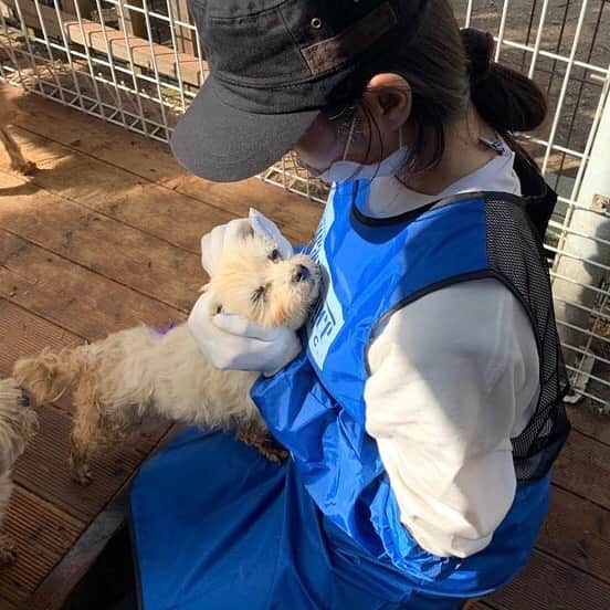 ガヨン さんのインスタグラム写真 - (ガヨン Instagram)「계속 안아달라고 오던 아이.. 그래서 더 눈에 밟혔던 아이..ㅠㅠ 여기 작은 아이들은 대부분 번식장에서 구조된 아이들이라고 해요.. 작은 몸으로 그동안 얼마나 고생이 많았을지.. 아이들에게 좋은 가족이 생겼으면 좋겠어요🙏🏻 언니가 얼른 또 갈게, 그때까지 건강해줘💙 / / #블루엔젤봉사단 #레인보우쉼터 #유기동물입양캠페인 #코리안독스보호소 #네츄럴발란스」11月3日 19時09分 - gy._.1202