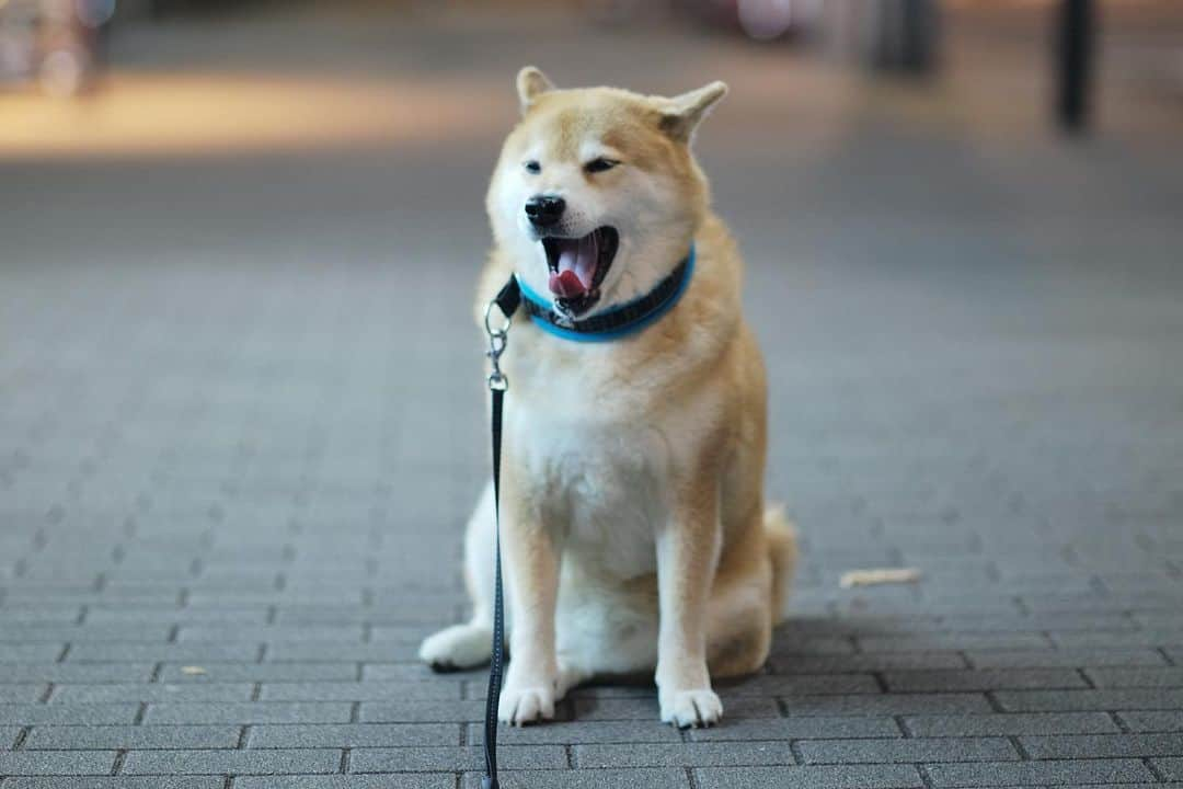 まる（まるたろう）さんのインスタグラム写真 - (まる（まるたろう）Instagram)「Did you have a good day?✨🐶✨おつまる〜　今日は何してたの？ #読書かな #お買い物かな #お食事かな☺️ #秋っていいよね」11月3日 19時50分 - marutaro