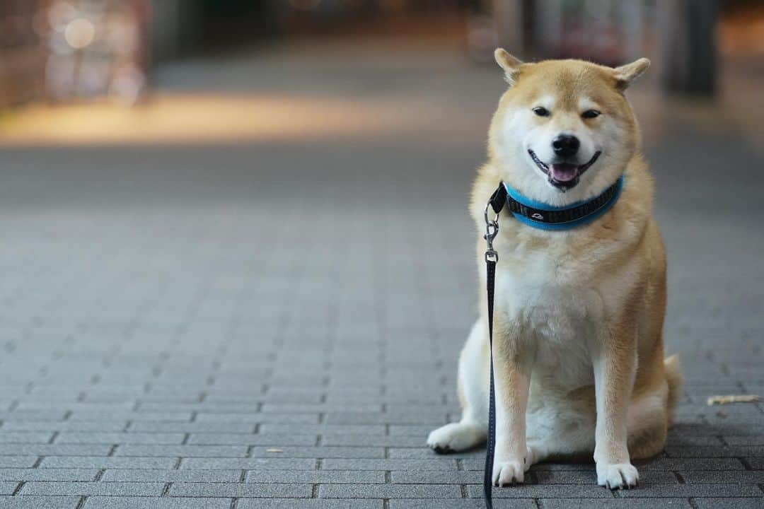 まる（まるたろう）さんのインスタグラム写真 - (まる（まるたろう）Instagram)「Did you have a good day?✨🐶✨おつまる〜　今日は何してたの？ #読書かな #お買い物かな #お食事かな☺️ #秋っていいよね」11月3日 19時50分 - marutaro