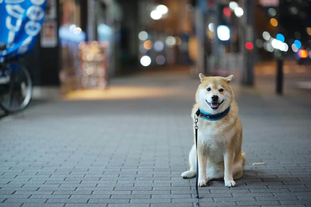 まる（まるたろう）さんのインスタグラム写真 - (まる（まるたろう）Instagram)「Did you have a good day?✨🐶✨おつまる〜　今日は何してたの？ #読書かな #お買い物かな #お食事かな☺️ #秋っていいよね」11月3日 19時50分 - marutaro