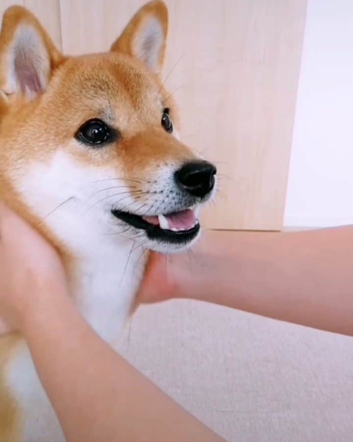 柴犬コマリのインスタグラム