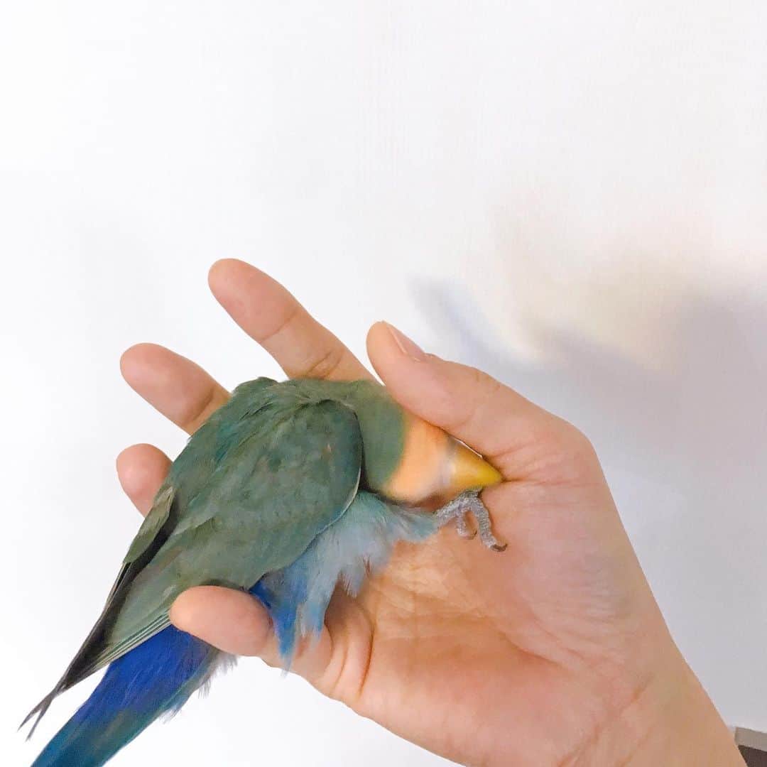 いがわゆり蚊のインスタグラム：「. 手の形に合わせて曲がる鳥 . ジャストフィットバード」