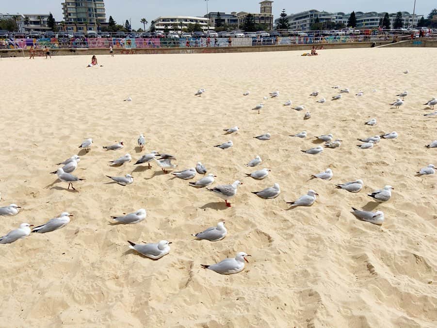 荒尾茉紀さんのインスタグラム写真 - (荒尾茉紀Instagram)「きのう無事に到着しました🏖人間のすぐ横で鳥も日光浴🐥行きたい所、会いたい人、やりたい事、少しずつ出来ると良いな😊あぁ…私は太る気がしてならない…🤭 #sydney #bondaibeach」11月3日 21時25分 - maki.arao