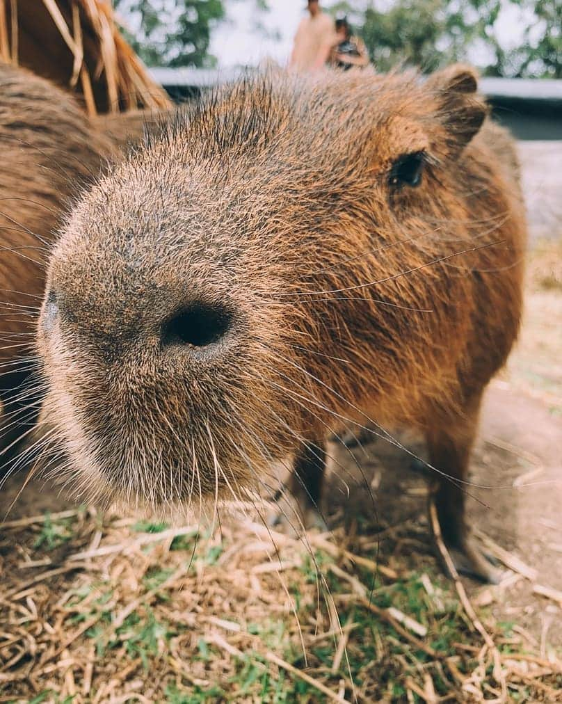 タロンガ動物園さんのインスタグラム写真 - (タロンガ動物園Instagram)「Cappy close up for your Mondayitis!  #forthewild 📸 @lv.clrk」11月18日 16時04分 - tarongazoo