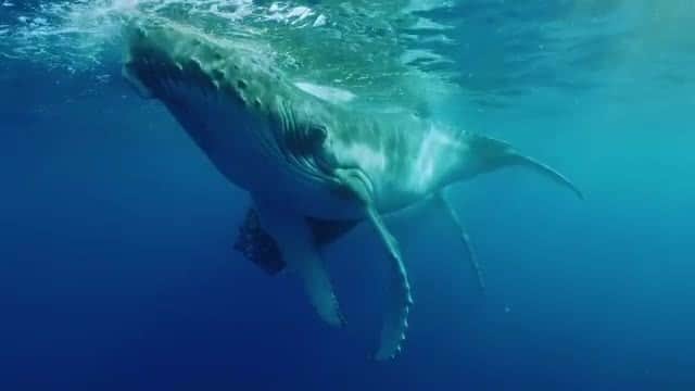 ナショナルジオグラフィックのインスタグラム