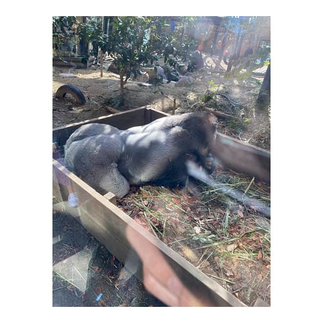 中山こころさんのインスタグラム写真 - (中山こころInstagram)「* また会いに行ってしまいました☺ ゴリラさん🦍 ご機嫌ななめなのか顔見せてくれず… 桃尻はしっかり拝んできました（笑） 3枚目は奥さんと下の子❤️ お母さんの腕にしがみついてかわいい❤️ * #ゴリラ #ニシローランドゴリラ  #モモタロウ #ゲンキ #キンタロウ #動物園」11月18日 16時43分 - coocoorooo
