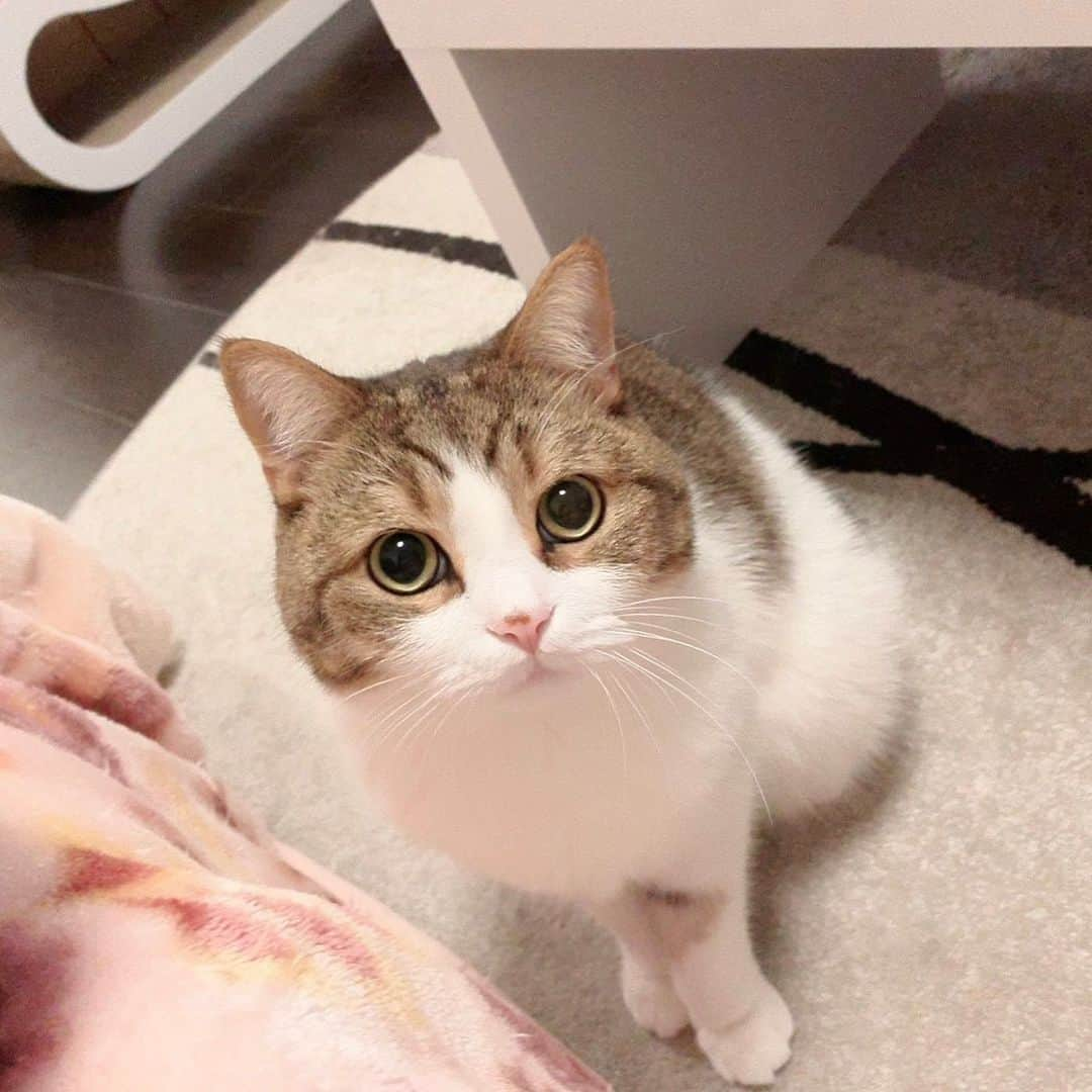 miuさんのインスタグラム写真 - (miuInstagram)「視線で遊んでとオネダリされる🥰❤️ 今日はじゃらしですか？ねずみさんですか？💓 #cat #ミックス猫 #スコッティッシュフォールド #チンチラ #にゃ #猫 #かわいい #ペコねこ部 #みう  #甘えん坊 #ねこ #猫好きさんと繋がりたい #にゃんすたぐらむ #にゃんだふるらいふ #ねこすたぐらむ #picneko #ピクネコ #猫のいる生活」11月18日 8時26分 - miugram0126