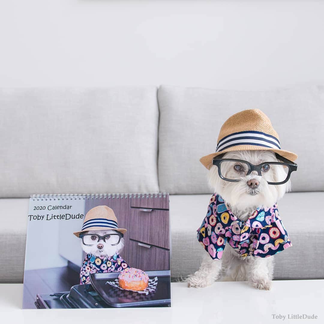 Toby LittleDudeのインスタグラム：「Having plans sounds like a great idea until you have to put on clothes and leave the house.  My 2020 calendar is now available. Link is in bio.」