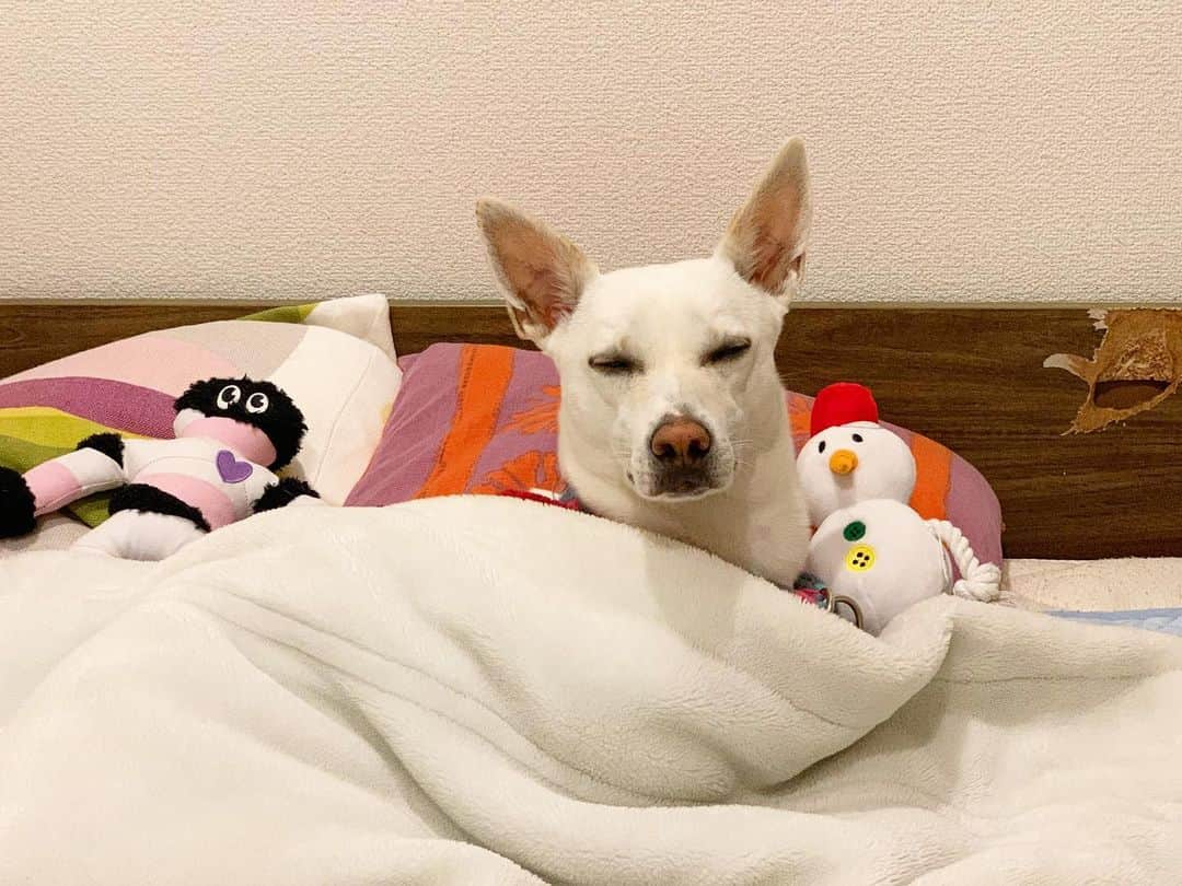 柴犬ハル&保護犬すずさんのインスタグラム写真 - (柴犬ハル&保護犬すずInstagram)「☃️ . 「え？もう朝ですか？ あと5時間くらい寝たいんですけど😪」 . #早く起きてください #ぬいぐるみ持って行っていいから #ベッドの穴はドリンクホルダーでth #ジャパネットスズタで購入しました #毛布が昭和 . #柴犬#柴#kagoshima#dog#puppy#shibainu#shibastagram#いぬバカ部#family#鹿児島#赤柴#雑種#天文館#日本犬#保護犬を家族に#保護犬#元保護犬#通」11月18日 9時08分 - haruharu040777