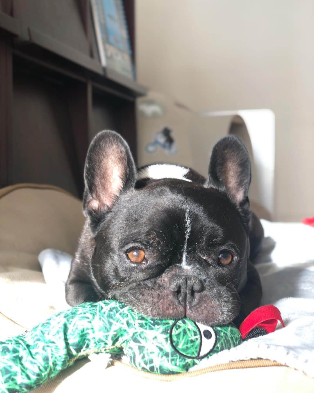 Turbo_dad フレブルのターボさんのインスタグラム写真 - (Turbo_dad フレブルのターボInstagram)「Good morning . . .  #frenchbulldog #frenchie #buhi #dog #フレンチブルドッグ  #フレブル #ブヒ #frenchiesofinstagram #instadog #instafrenchie #frenchiegram #dogstagram #frenchbullys #frenchielove #프렌치불독 #thefrenchiepost #法鬥 #frenchies1 #portrait #igersjp #tokyocameraclub  #bully #ilovemydog #frenchielife #愛犬 #dogsofinstagram #ふわもこ部 #gm #monday」11月18日 9時21分 - turbo_dad