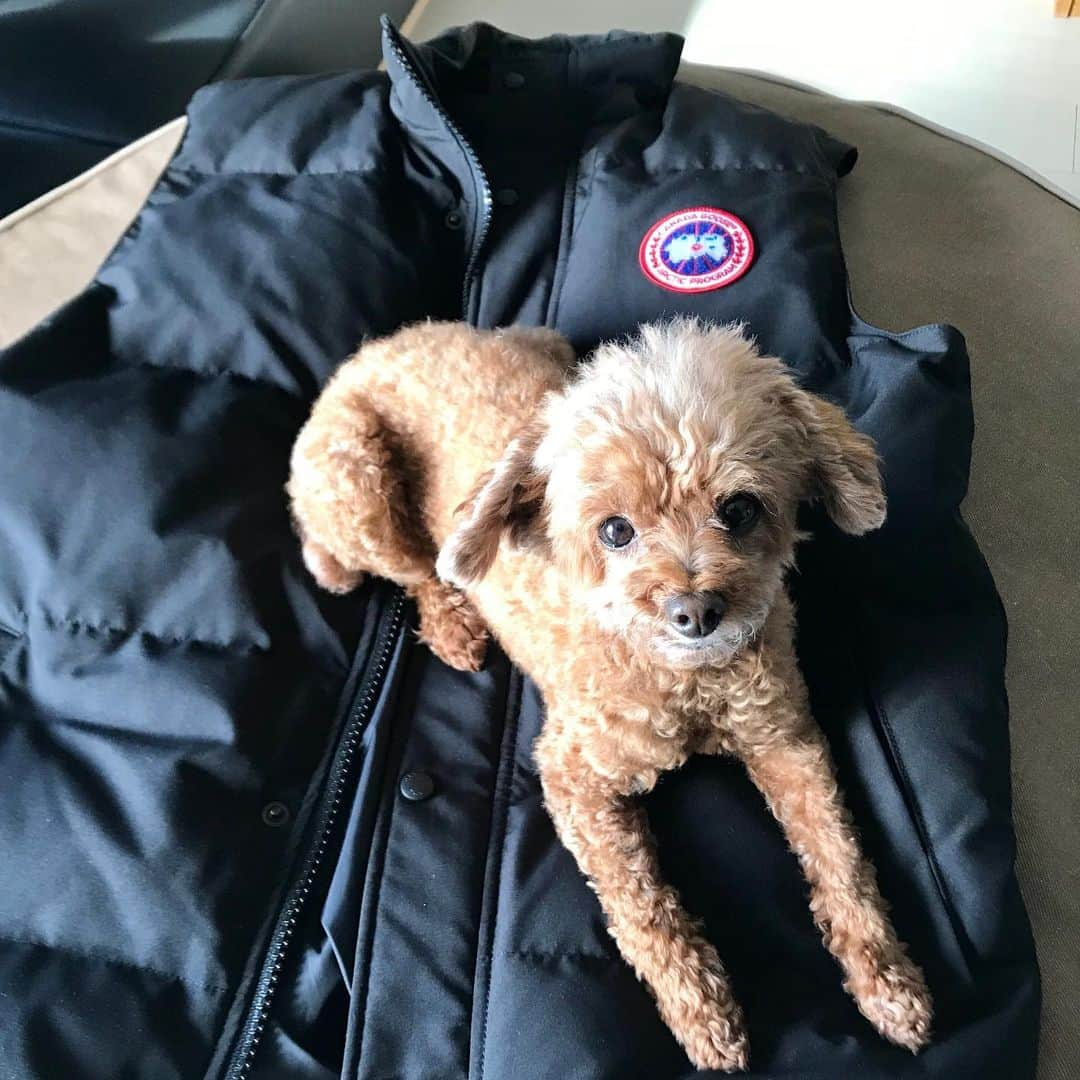 棚橋弘至さんのインスタグラム写真 - (棚橋弘至Instagram)「ハナ、行ってきます🌻 #toypoodle #canadagoose」11月18日 10時05分 - hiroshi_tanahashi