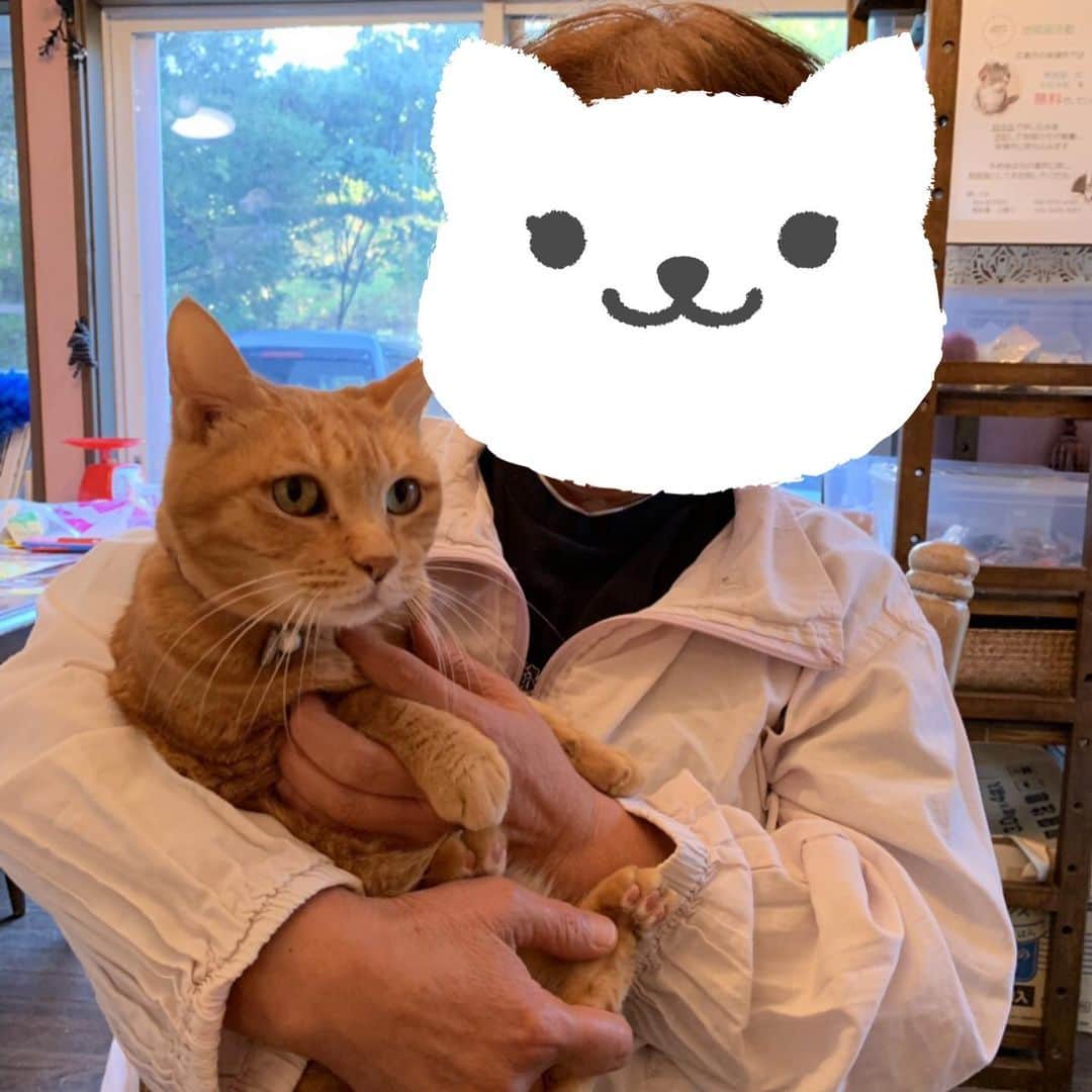 久保田夏菜さんのインスタグラム写真 - (久保田夏菜Instagram)「【迷い猫のその後】 去年の夏、うちの家に迷い込んできた茶トラ。うちではもう飼えないので、保護猫譲渡施設 みんなのもりで預かってもらっていましたが、里親さんが決まりました！  迷い猫でやってきた時、 病院で診てもらうと、推定10歳くらいである上、 エイズキャリアの猫でした。 でも、ウイルスを持っているだけで、 いたって元気な猫ちゃん。 将来ウイルスが活動を始めると症状が出てくることもあれば、元気に天寿を全うする子もいます！ 気づかないままの猫たちもたくさんいるとのこと。 可能性があるというだけです。  ストレスを与えないと発症しないということですし、 空気感染や接触感染はないので、 他の猫たちとも一緒に生活できます。 でも、みんなのもりでは、 多頭飼いがストレスになってはいけないのでということで 同じ境遇の猫たちと一緒に、自宅で保護してくださってたんです。  そんな中、里親さんになってくれるという方が！ しかも、エイズキャリアのもう1匹の猫ちゃんと一緒に。  子猫に比べて成猫の譲渡は難しいと言われるなか、 みんなのもりのオーナーも これは、奇跡の譲渡だと…。 うちは申し訳ないことに 里親になれませんでした。。。 ごめんね。  でも、 優しくてステキなママに 出会えたようです。 しかも、1匹じゃないから さみしくないね。  #みんなのもり #保護猫譲渡施設 #保護猫 #迷い猫 #安佐北区白木 #エイズキャリア猫」11月18日 10時16分 - kanakubota0805