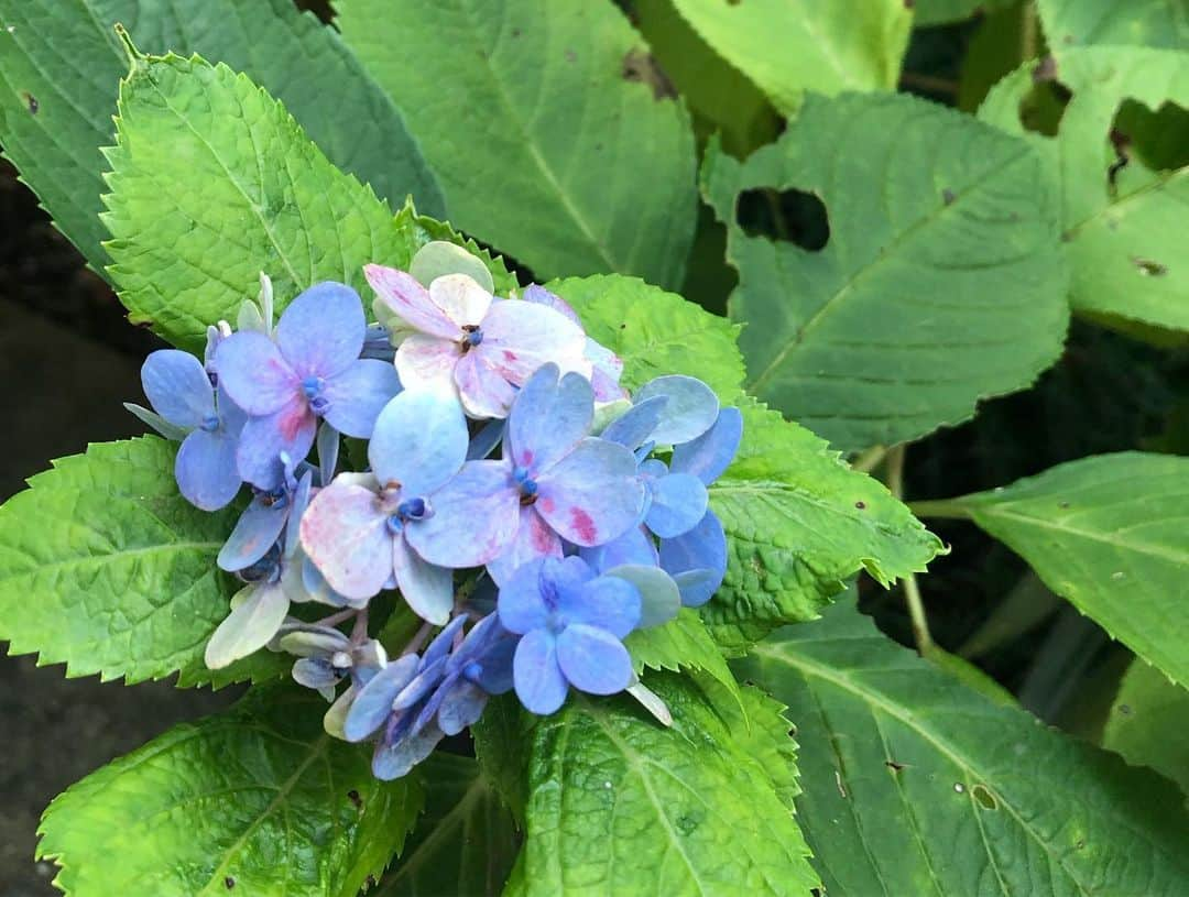 桜帆ゆかりさんのインスタグラム写真 - (桜帆ゆかりInstagram)「秋晴れの雲ひとつない晴天の日にななちゃんと鎌倉へ☺️🍁 . . お寺を巡ったりお手入れされた庭園を見たり、ひんやりした空気もあってなんだか清々しい気持ちに😌 . . . そして食べてみたかった雲母の白玉🥺食べきるのが惜しくなるそんなおいしさ😭笑 . . この日も朝から晩までななちゃんとずーーっとおしゃべり👭👄素敵なpower chargeでした✨ . . . . . #鎌倉  #紅葉  #明月院  #円覚寺  #雲母  #抹茶白玉あんみつ  #あじさいが咲いてた  #暖冬だから ⁇  #🍁 #🍡」11月18日 10時39分 - chahoroo93