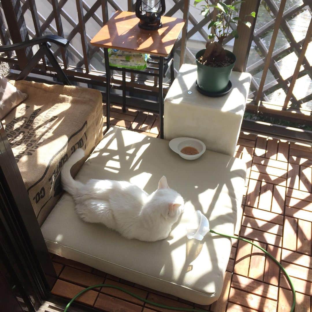 岡田屋鉄蔵のインスタグラム：「今日も穏やかな良い秋晴れ。そして2カ月ぶりにべ様が鳴きました！こんな可愛い声だった。」