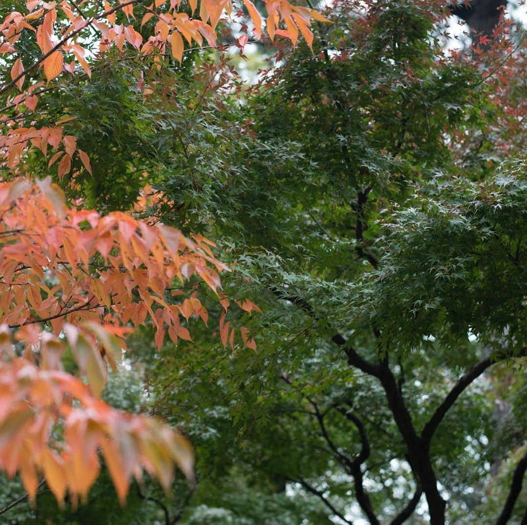 東京都庭園美術館さんのインスタグラム写真 - (東京都庭園美術館Instagram)「【本日開館日】 当館の庭園では、木々の葉が色づき始めています。これから紅葉が進み、きっと美しい景色を見せてくれることでしょう。楽しみです。 今週11月22日（金）23日（土・祝）は20時まで開館します！（入館は19時半まで） 17時以降、学生の方は無料、一般・65歳以上の方は団体料金で入場できます。 #アジアのイメージ展 #東京都庭園美術館 #東京 #日本美術 #夜間開館 #紅葉 #tokyometropolitanteienartmuseum #teienartmuseum #tokyo #Japaneseart #nightmuseum #TokyoTokyoFESTIVAL」11月18日 11時51分 - teienartmuseum