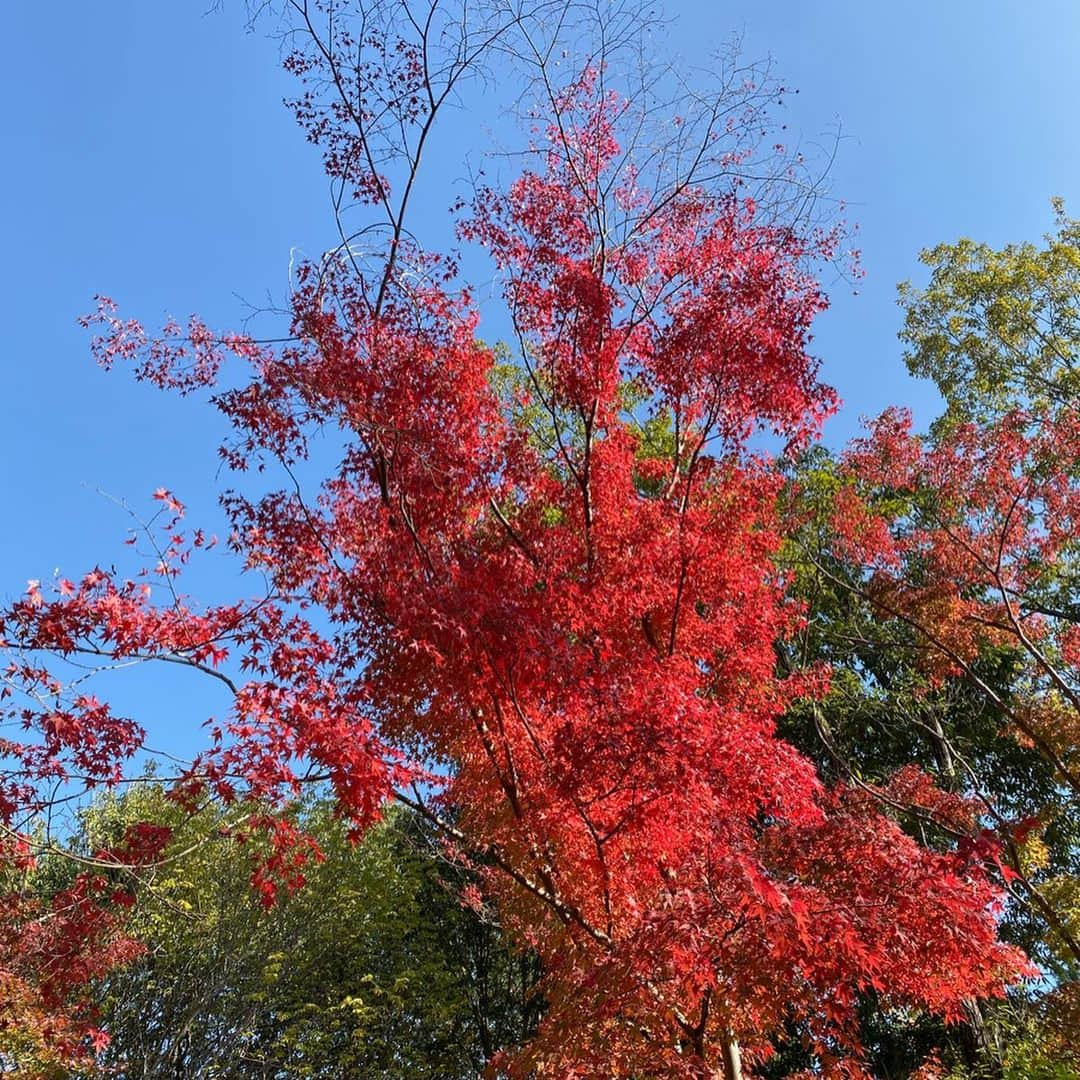 山岸久朗さんのインスタグラム写真 - (山岸久朗Instagram)「いつも我慢してるけど、よく頑張った日には、ご褒美にたまには大好きなパフェ食べてもいいよね…？ #パフェ #栗パフェ #マロンパフェ #スイーツ #スイーツ巡り  #吹上の森  #三田 #三田市 #三田グルメ  #山岸久朗 #山岸弁護士 #山岸弁護士が飯テロ中 #山岸弁護士の日本一周」11月18日 17時24分 - yamaben