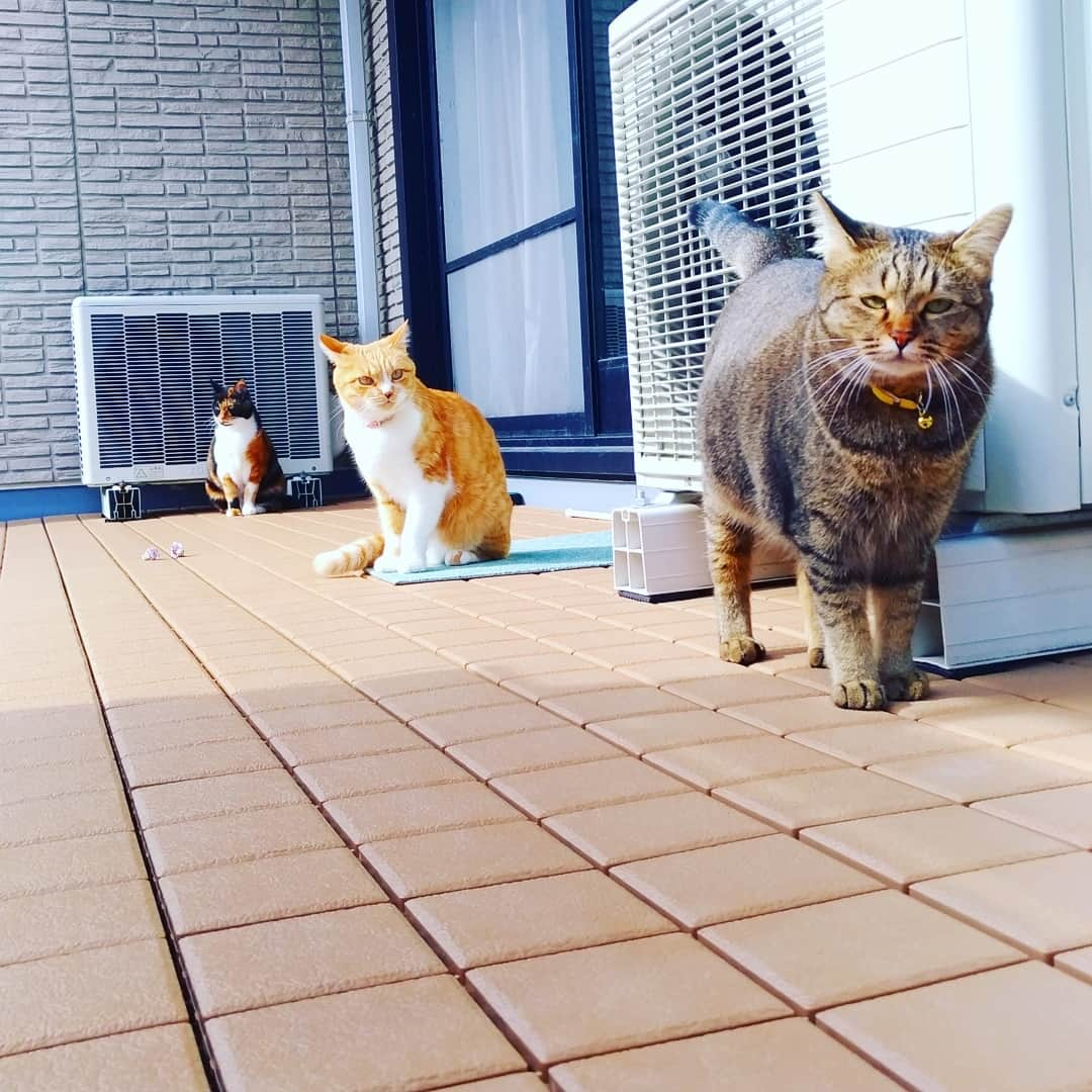 高口里純さんのインスタグラム写真 - (高口里純Instagram)「微妙な三匹ちゃん😼🐱🐱 #猫#ねこすたぐらむ #にゃんすたぐらむ #ニャンズ#雑種猫  #cats#kittys#pets」11月18日 11時55分 - takaguchijay