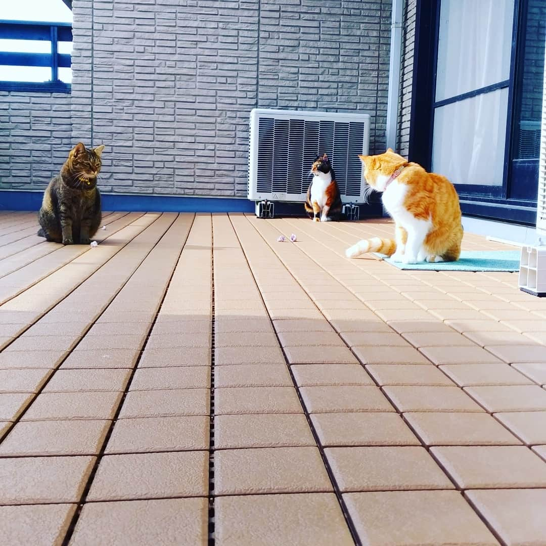 高口里純さんのインスタグラム写真 - (高口里純Instagram)「微妙な三匹ちゃん😼🐱🐱 #猫#ねこすたぐらむ #にゃんすたぐらむ #ニャンズ#雑種猫  #cats#kittys#pets」11月18日 11時55分 - takaguchijay