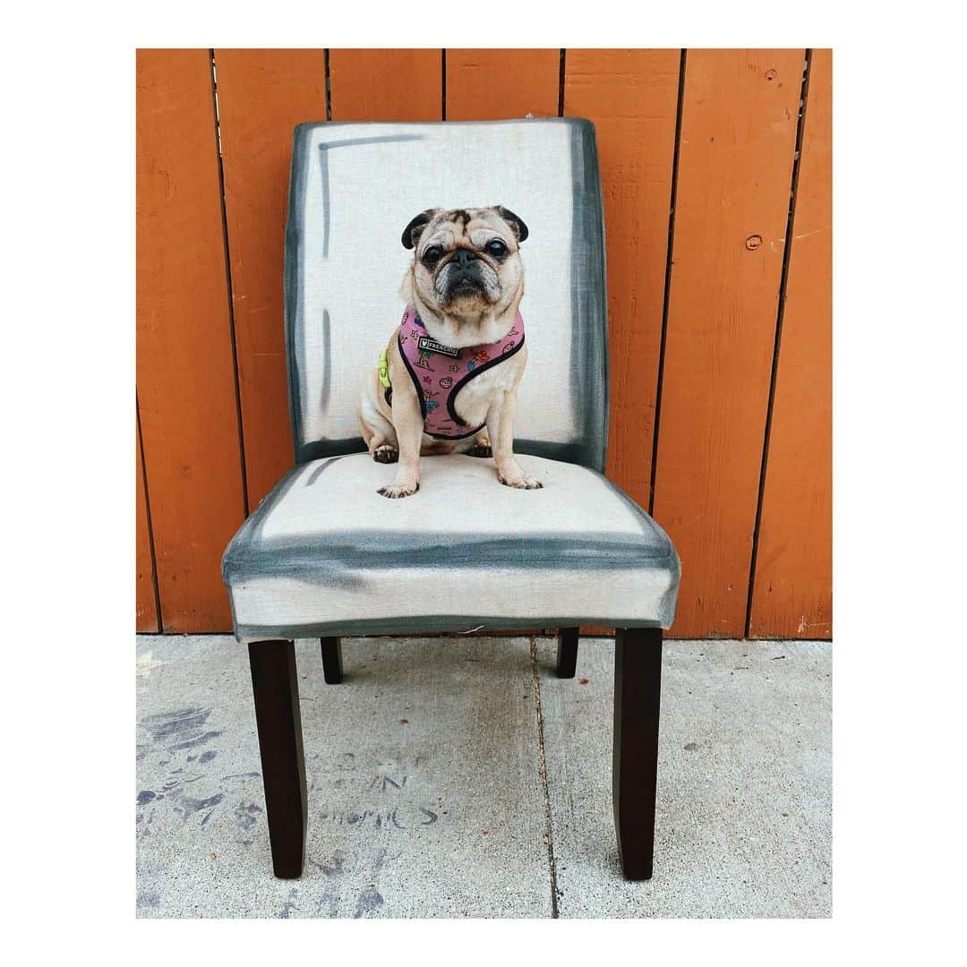 Melissa Santiagoのインスタグラム：「This chair slowly got covered in graffiti after we got this picture. #LeicaHarrietPancakes #DailyPug #DiscardedChairsOfTheMission」