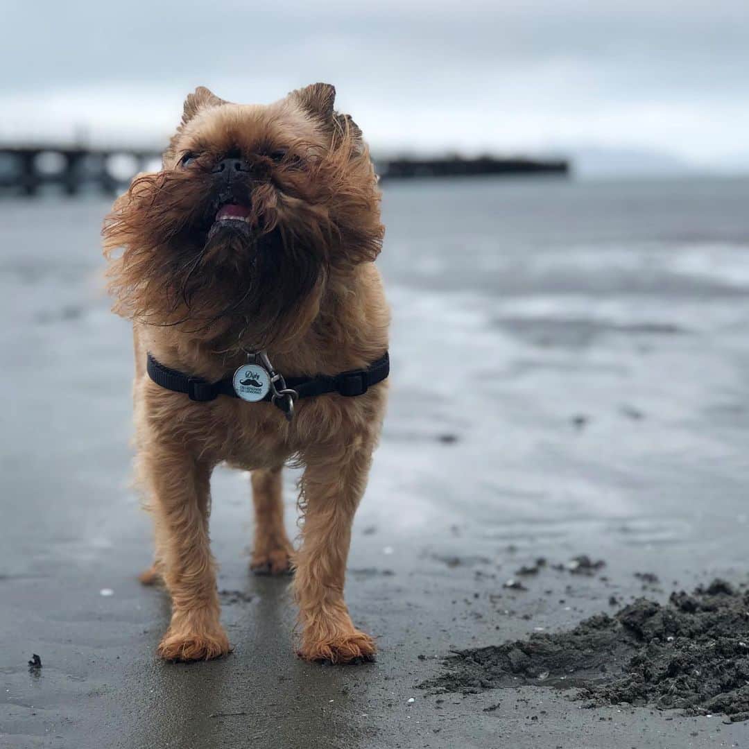 のインスタグラム：「They don’t call it windy Wellington for nothing!」