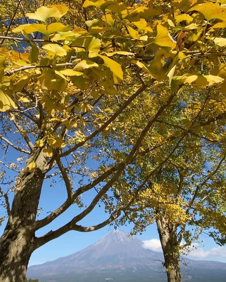 phantastic420のインスタグラム：「. 🤩🤩“Shizuoka” prefecture in Japan is a place where you can see the most “phantastic” Mt. Fuji🗻 in the world.🤩 #富士山 #mtfuji #japan #shizuoka #fujinomiya  #phantastic420photography #mostphantasticmtfuji #selamatpagi  #goodmorning  #おはようございます 😇😇😇😇😇😇😇🗻😇😇😇😇 ゲッ😭ストーリーズじゃないと全然入らないじゃん‼︎🤣なんだこれ😂そりゃストーリーズメインになっちゃいますよねぇ〜🤣」