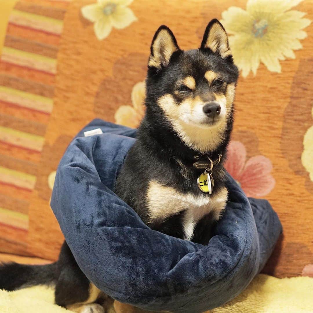 黒豆柴こむぎのインスタグラム