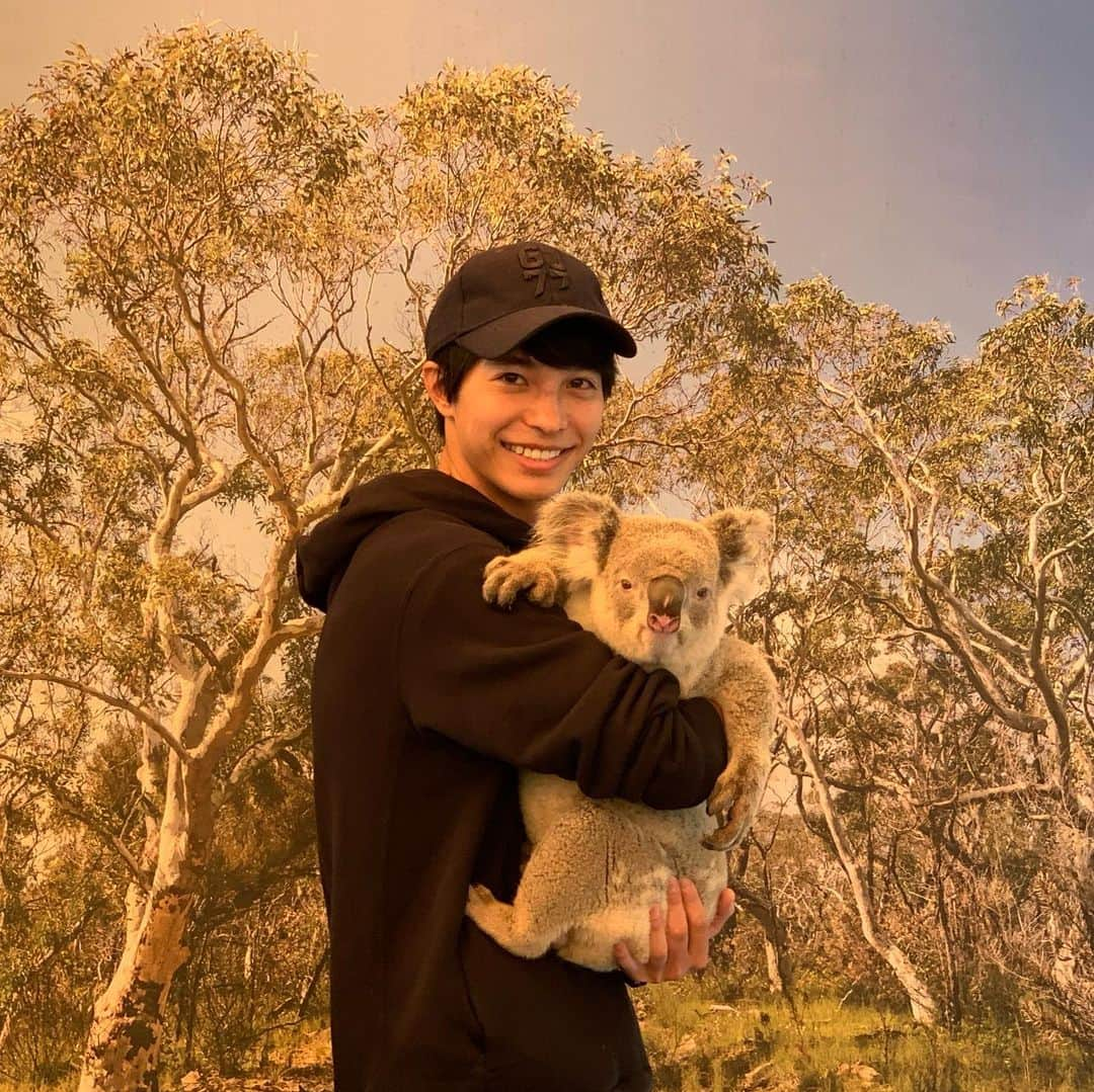 森光さんのインスタグラム写真 - (森光Instagram)「オーストラリア🇦🇺でコアラさん🐨抱っこしました💕めっちゃ可愛かったです✨ケアンズのHartley's Crocodile Adventuresという広大な動物園にいらっしゃいました🐨🌏. #オーストラリア #ケアンズ #コアラ #🐨#hartleyscrocodileadventures #koara」11月18日 13時18分 - traveler55morimori