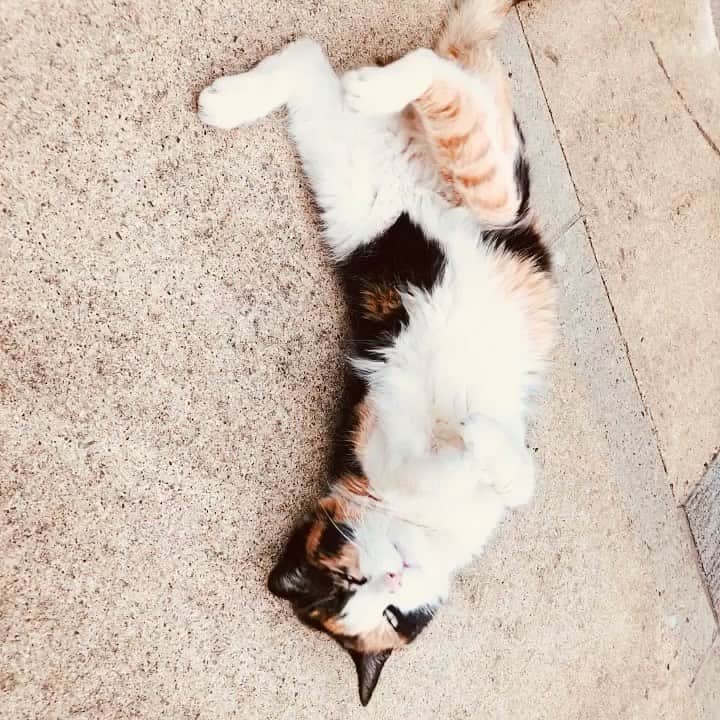 門倉聡のインスタグラム：「おなかいっぱい。 #cat #catstagram #catmovie #ねこ#ねこすたぐらむ #ねこごろりん」