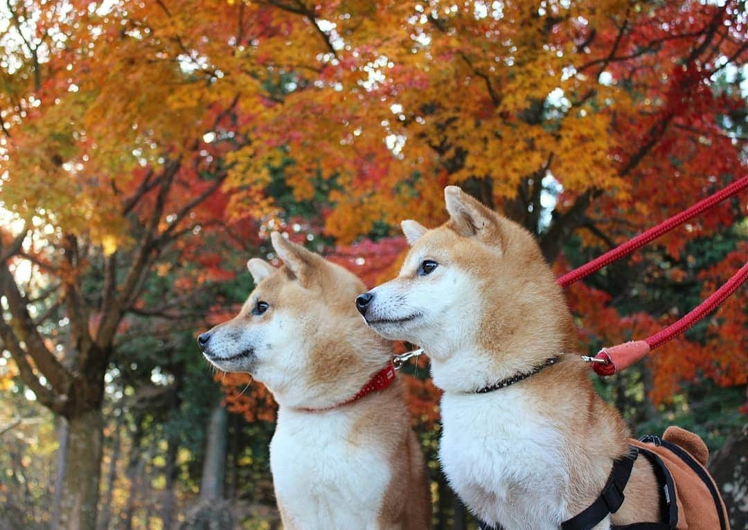 柴犬たま Shibainu Tamaさんのインスタグラム写真 - (柴犬たま Shibainu TamaInstagram)「紅葉見に行ってきました〜🍁 * Caption trans🇬🇧 We went to see the autumn leaves🍁 * #柴犬たま #たママ #たまーば #たま家族 #柴犬ミケ #ミケママ #一眼レフ #一眼レフカメラ #お出掛け #くまちゃんリュック #紅葉 #紅葉シーズン #もみじ #紅葉狩り #親子シンクロ #仲良し親子 #かなりひし形 #柴犬 #shiba #shibainu #shibastagram #犬 #dog #多頭飼い」11月18日 13時55分 - tama7653